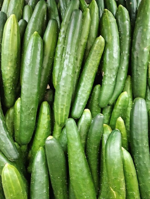 Close-up image of numerous fresh green cucumbers arranged closely together, displaying their smooth, slightly textured skin with visible small bumps and ridges. The cucumbers vary in length and shape,