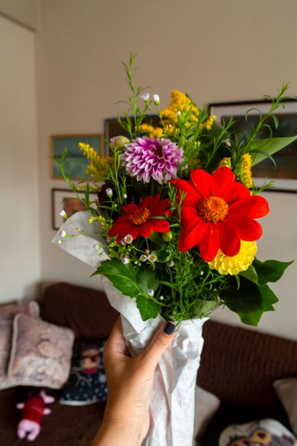 A vibrant bouquet of fresh flowers held in a hand against a domestic background, featuring a variety of flowers including a large pink dahlia, bright red zinnias, small yellow flowers, and delicate wh