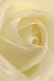 Step close into the serene centre of a cream-white rose, where the petals unfurl in a spiral embrace, smooth and inviting as morning dew on Pinner's Village Green. The composition invites you to imagine the tactile delight-each petal nearly weightless, its texture soft as down and cool to the touch. Subtle shadows slip between layers, creating gentle depth beneath the bloom's ivory folds, while the overall illumination evokes a peaceful dawn. The mood is tranquil, reminiscent of a heartfelt card sent from a friend along Chapel Lane, or the quiet presence of a sympathy bouquet placed in a Pinner home. The fragrance is hinted at-fresh, light, and barely perceptible-capturing the sense of calm that accompanies new beginnings or fond farewells. This close, caring perspective doesn't just display a flower, but the skill and genuine emotion behind every bouquet composed by our neighbourhood florists. The meticulously arranged rose tells a story of purity, reverence, and renewed hope, making it particularly fitting for moments of admiration, remembrance, or heartfelt connection. Whether for a celebration or a reflective gesture, this rose symbolises the gentle artistry and local touch that defines floral gifting throughout Pinner.